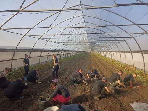 Будущие агрономы освоили теорию и практику выращивания селекционного картофеля